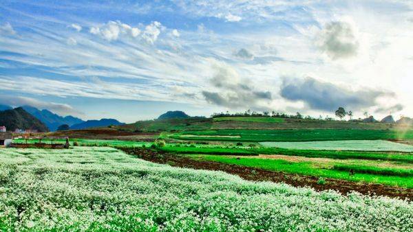 Du Lịch Mộc Châu Mùa Hoa Cải! Sống Chậm Trên Cao Nguyên Mộc Châu!